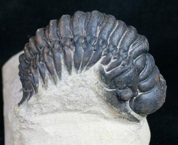 Bargain Crotalocephalina Trilobite - #10522